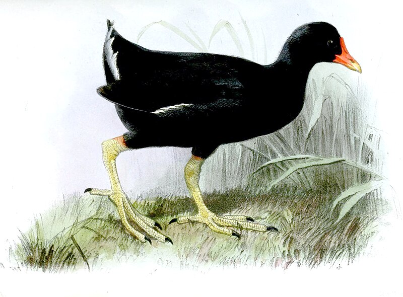 Tristan Moorhen (Gallinula nesiotis) photo