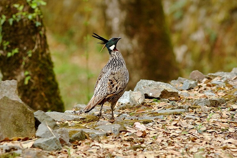Koklass Pheasant (Pucrasia macrolopha) photo