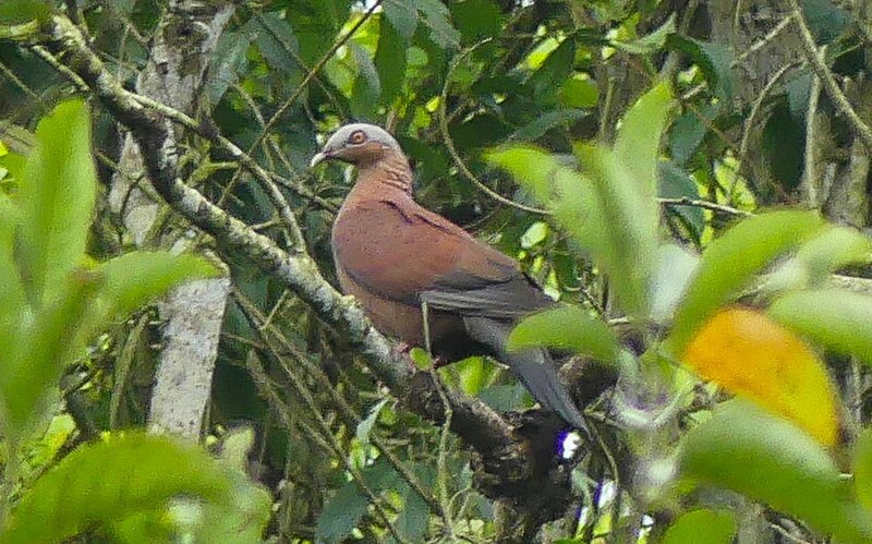 Pale-capped Pigeon (Columba punicea) photo
