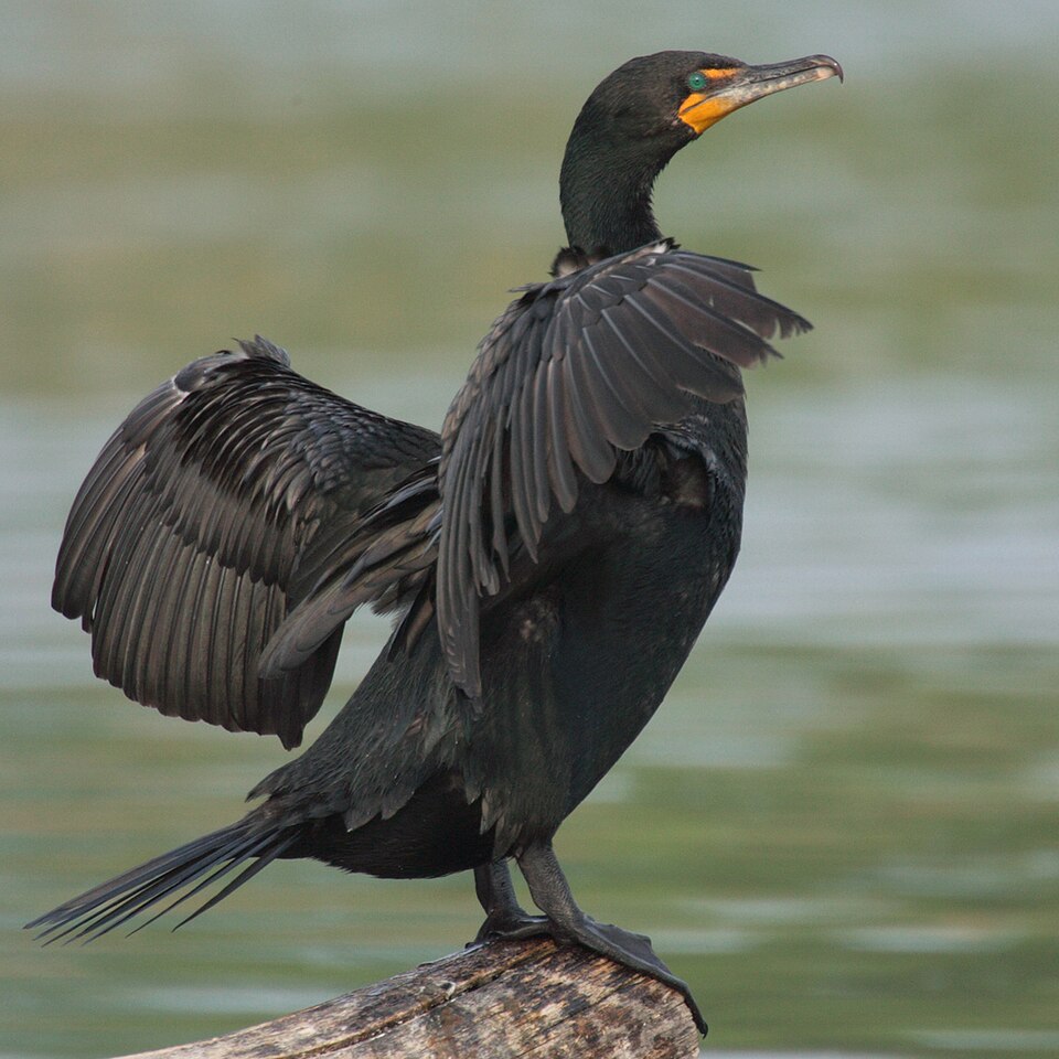 Double-crested Cormorant (Nannopterum auritum)