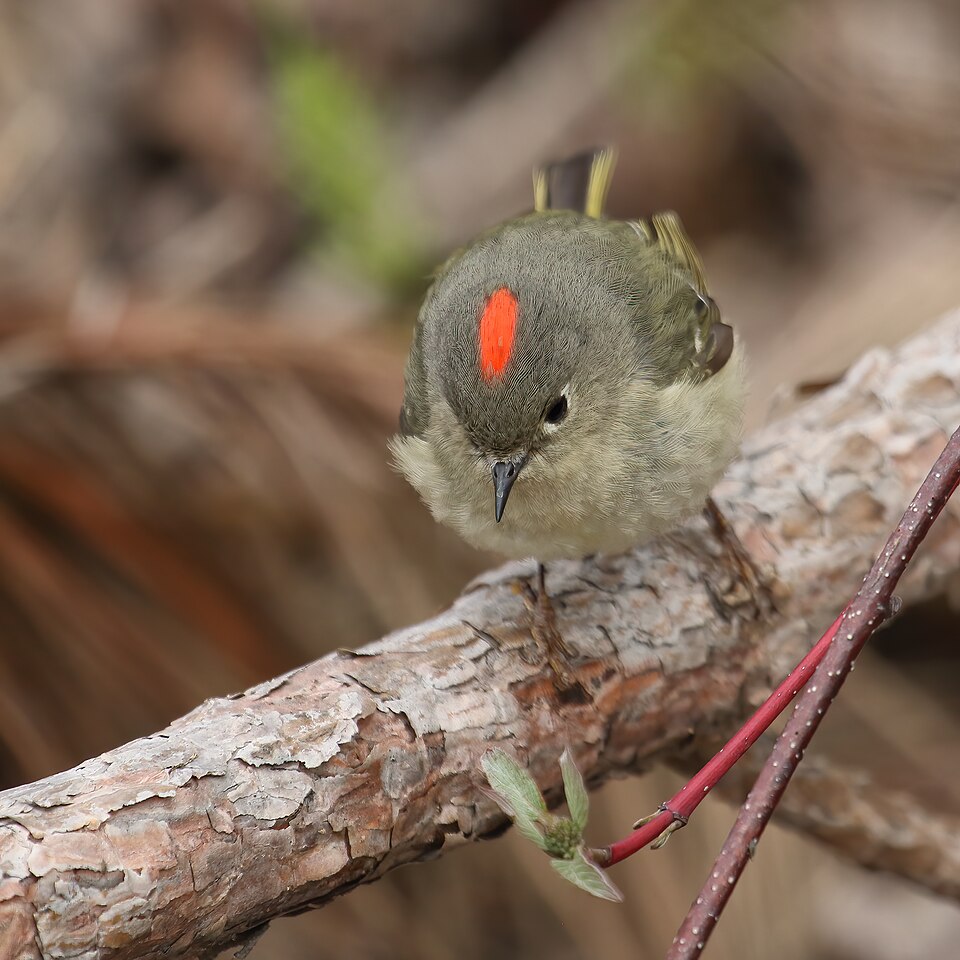 Ruby-crowned Kinglet (Corthylio calendula)