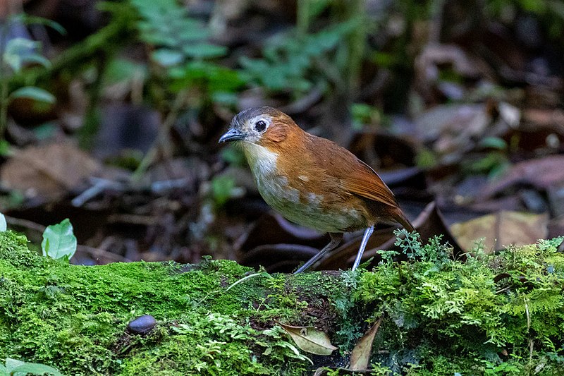 Rusty-tinged Antpitta (Grallaria przewalskii) photo