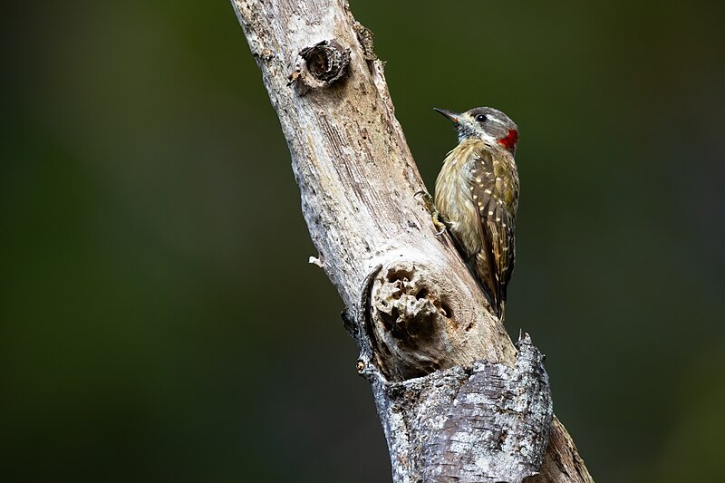Sulawesi Pygmy Woodpecker (Yungipicus temminckii) photo