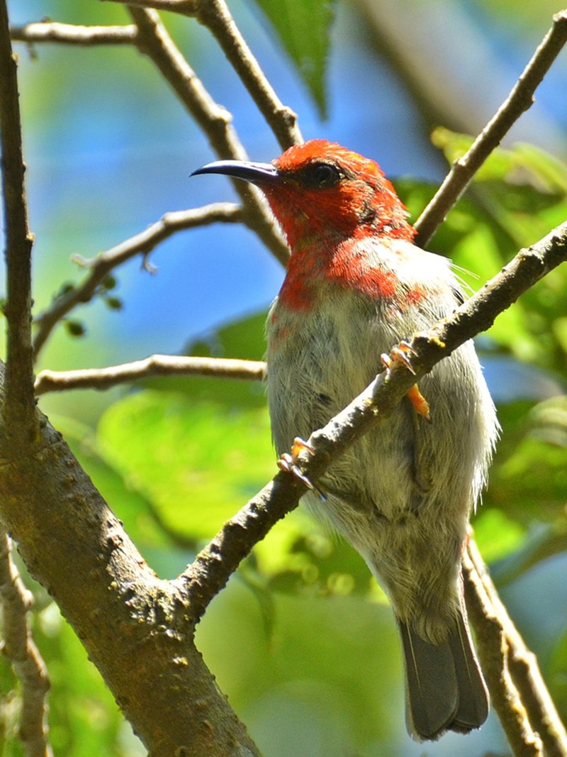 Sulawesi Myzomela (Myzomela chloroptera) photo