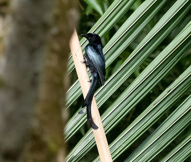 Tablas Drongo (Dicrurus menagei) photo