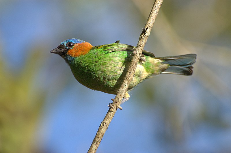 Red-necked Tanager (Tangara cyanocephala) photo
