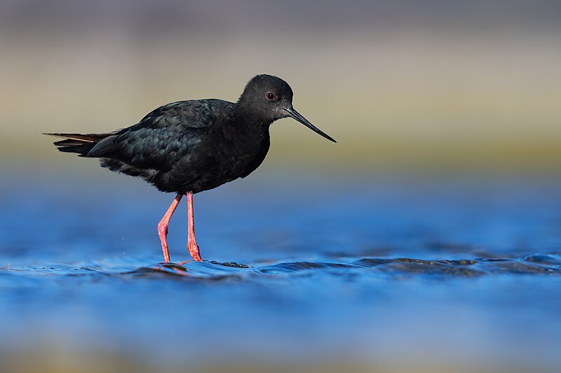 Black Stilt (Himantopus novaezelandiae) photo