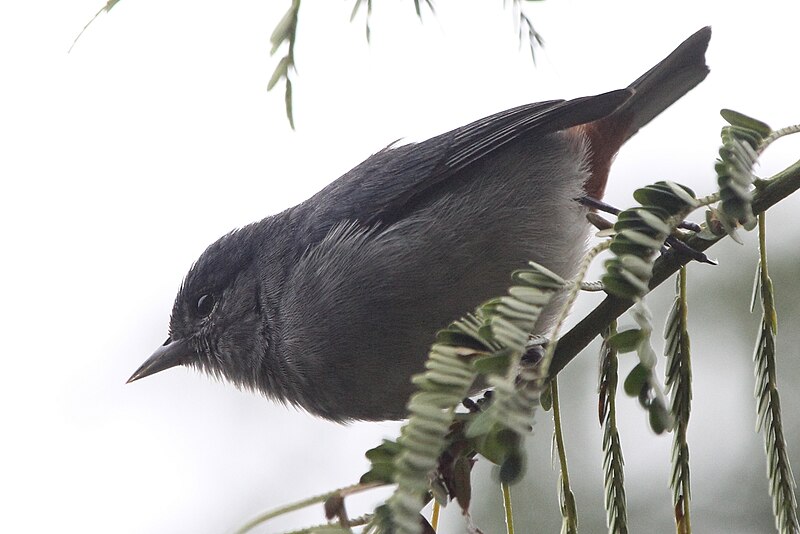 Chestnut-vented Conebill (Conirostrum speciosum) photo