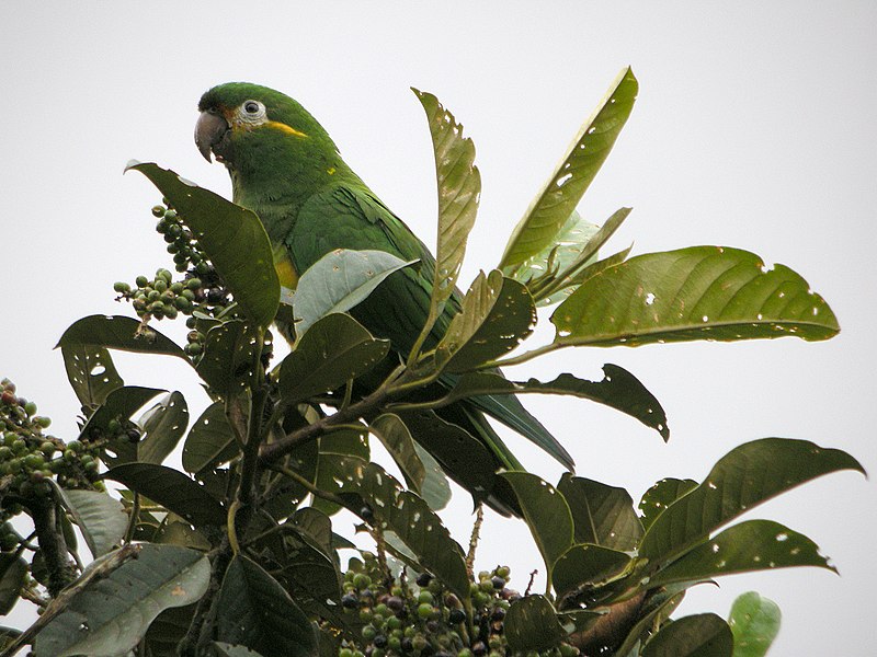 Golden-plumed Parakeet (Leptosittaca branickii) photo