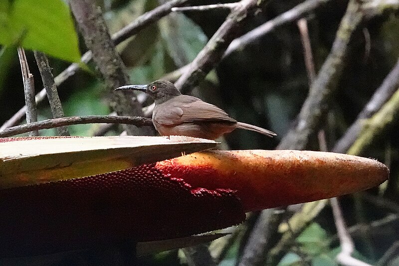 Long-billed Honeyeater (Melilestes megarhynchus) photo