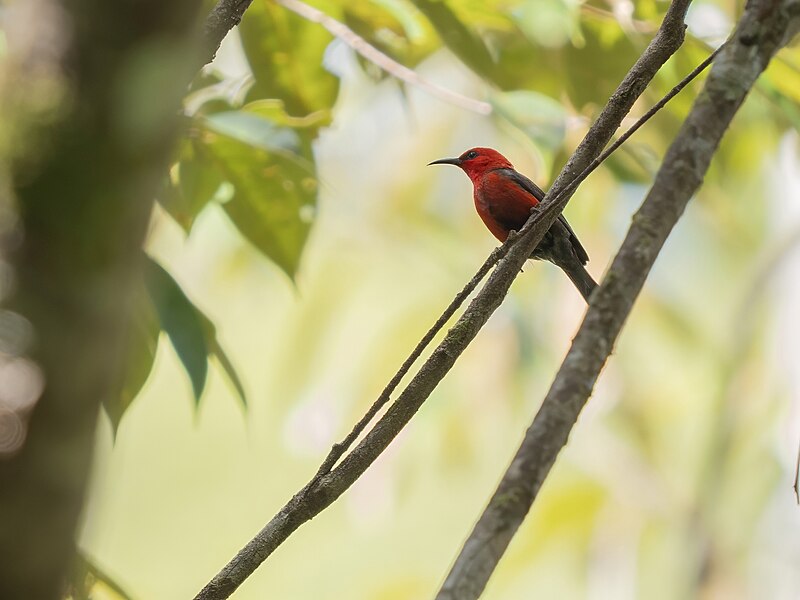 Taliabu Myzomela (Myzomela wahe) photo