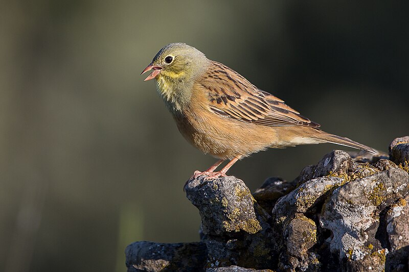 Ortolan Bunting (Emberiza hortulana) photo