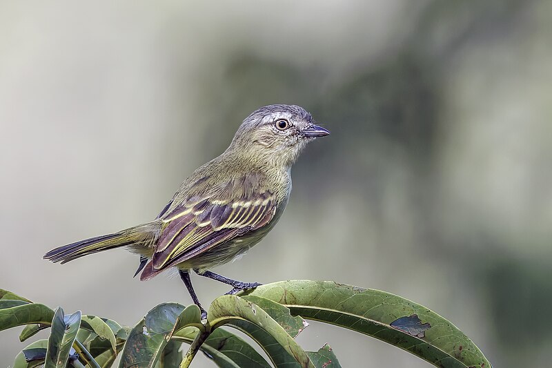 Slender-footed Tyrannulet (Zimmerius gracilipes) photo