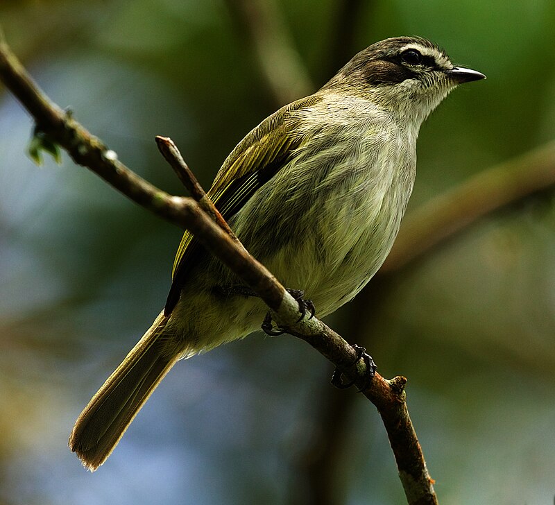 Venezuelan Tyrannulet (Zimmerius petersi) photo