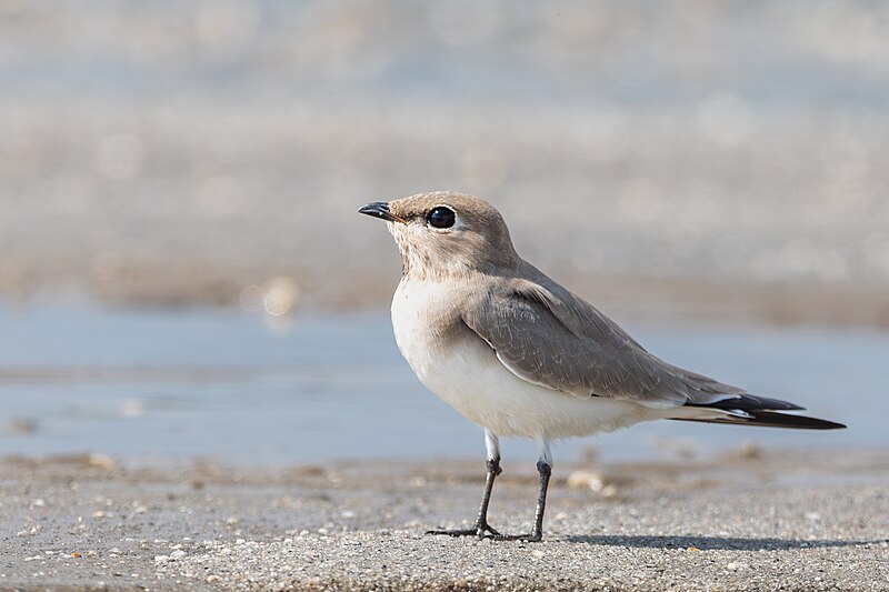Small Pratincole (Glareola lactea) photo