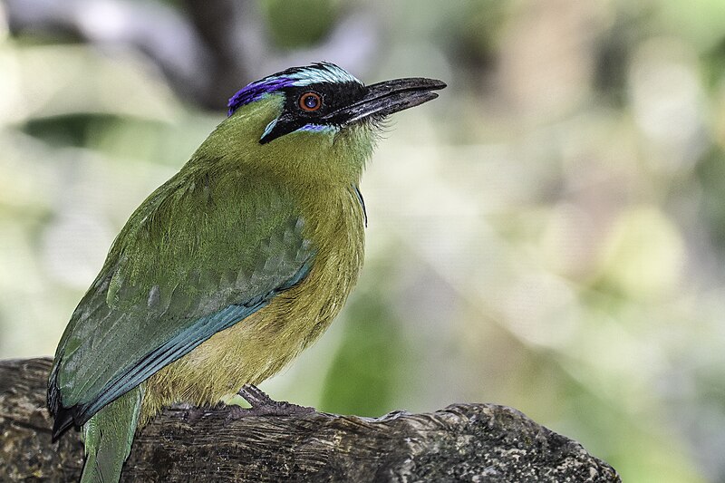 Blue-capped Motmot (Momotus coeruliceps) photo