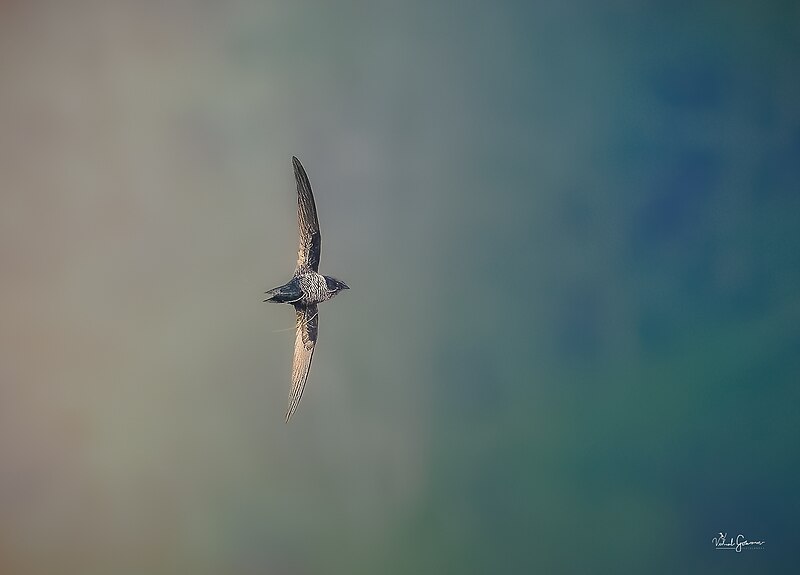 Dark-rumped Swift (Apus acuticauda) photo