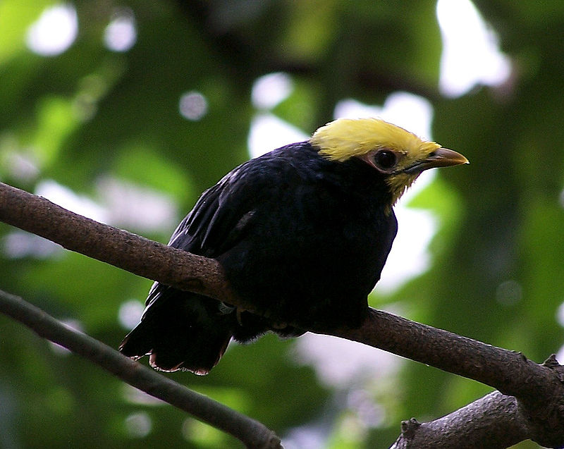 Golden-crested Myna (Ampeliceps coronatus) photo