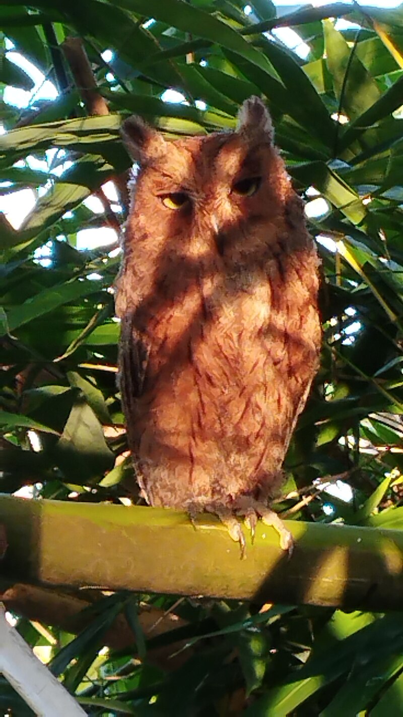 Mayotte Scops-Owl (Otus mayottensis) photo