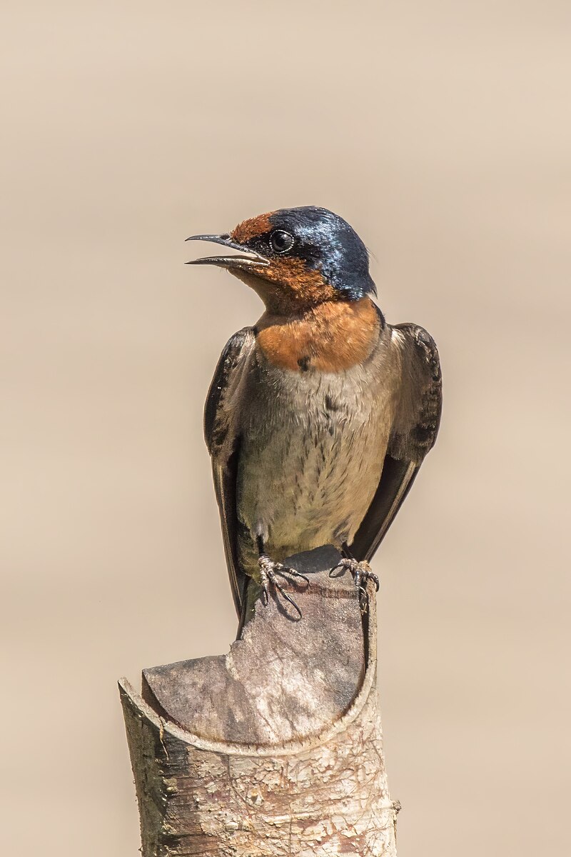 Pacific Swallow (Hirundo javanica) photo