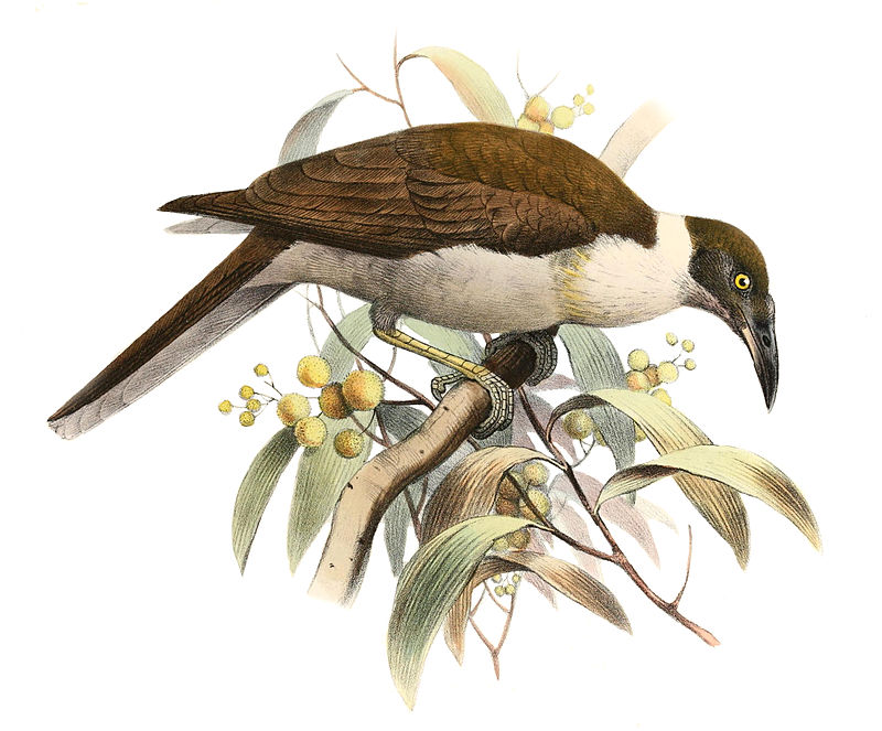 White-naped Friarbird (Philemon albitorques) photo