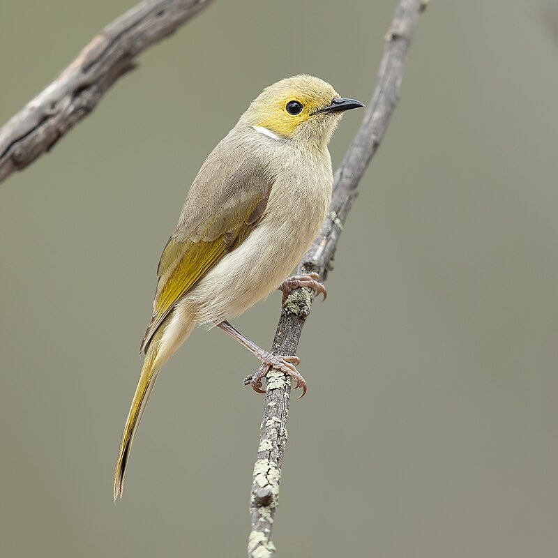 White-plumed Honeyeater (Ptilotula penicillata) photo