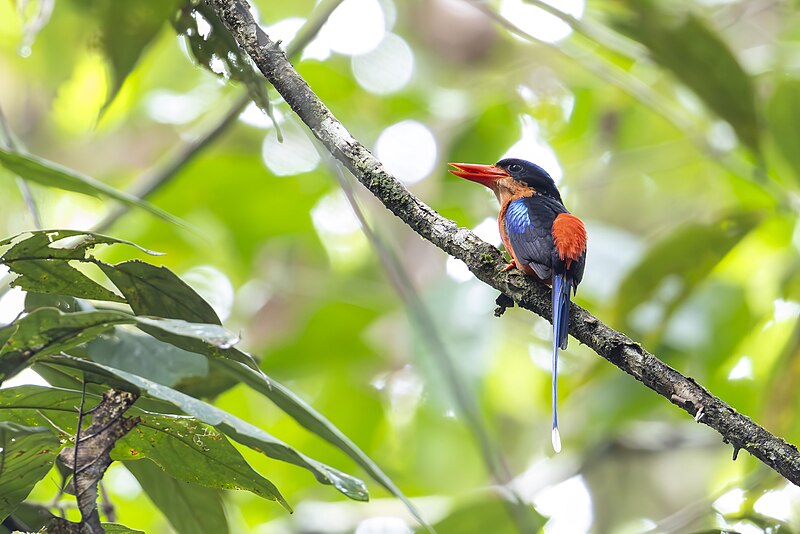 Red-breasted Paradise-Kingfisher (Tanysiptera nympha) photo