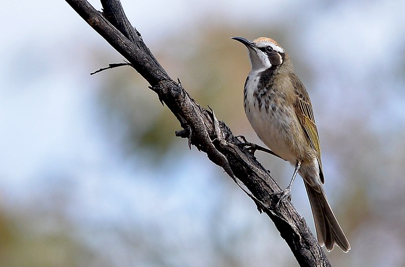 Tawny-crowned Honeyeater (Gliciphila melanops) photo