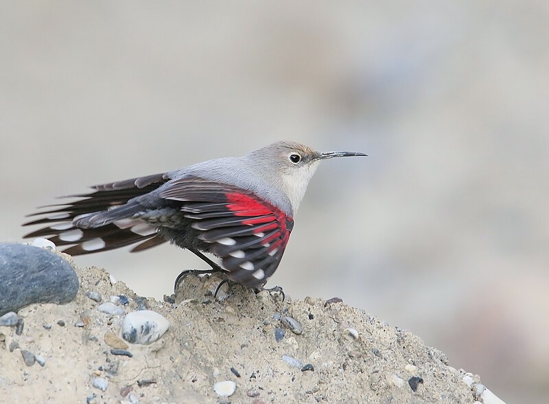 Wallcreeper (Tichodroma muraria) photo