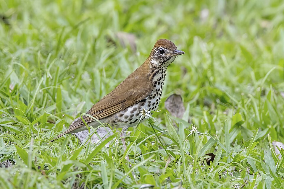 Wood Thrush (Hylocichla mustelina)