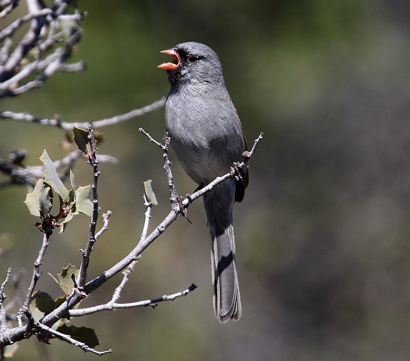 Black-chinned Sparrow (Spizella atrogularis) photo