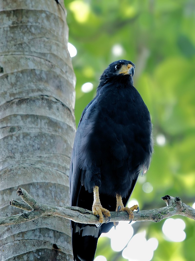 Common Black Hawk (Buteogallus anthracinus) photo