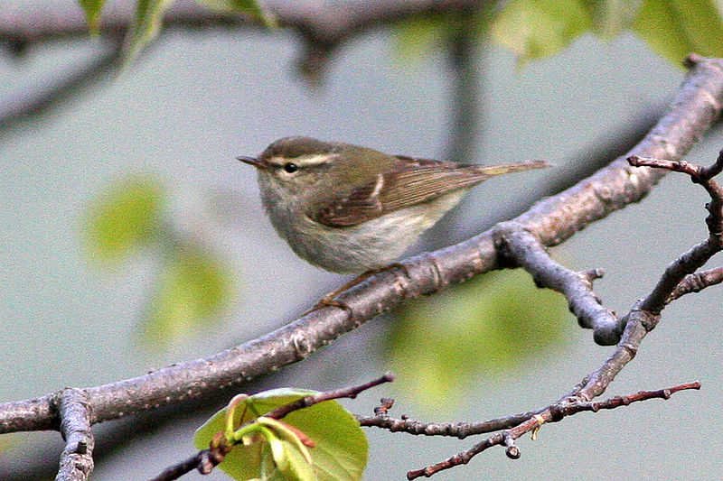 Chinese Leaf Warbler (Phylloscopus yunnanensis) photo