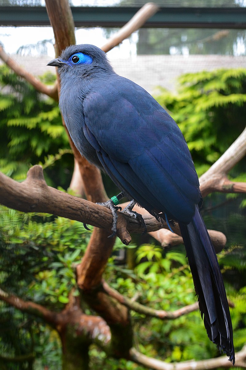 Blue Coua (Coua caerulea) photo