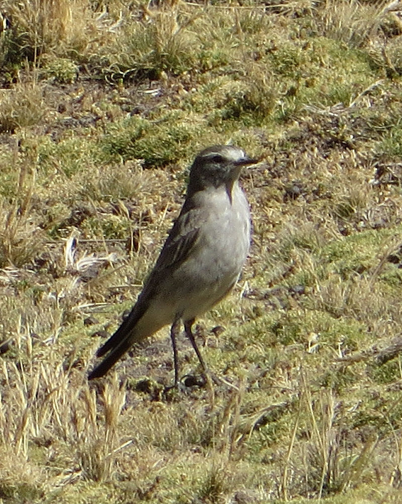 Taczanowski's Ground-Tyrant (Muscisaxicola griseus) photo