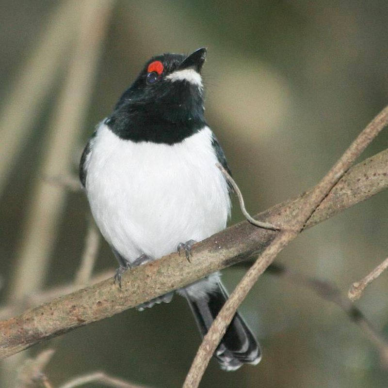 Black-throated Wattle-eye (Platysteira peltata) photo
