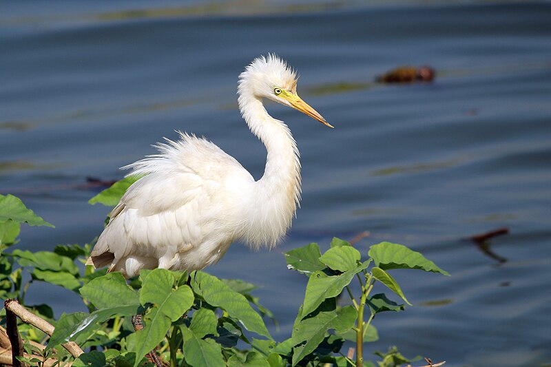 Medium Egret (Ardea intermedia) photo
