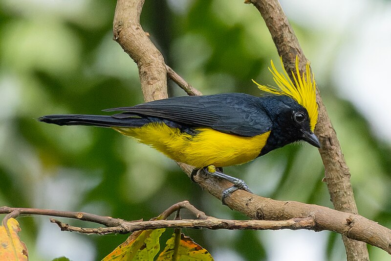 Sultan Tit (Melanochlora sultanea) photo