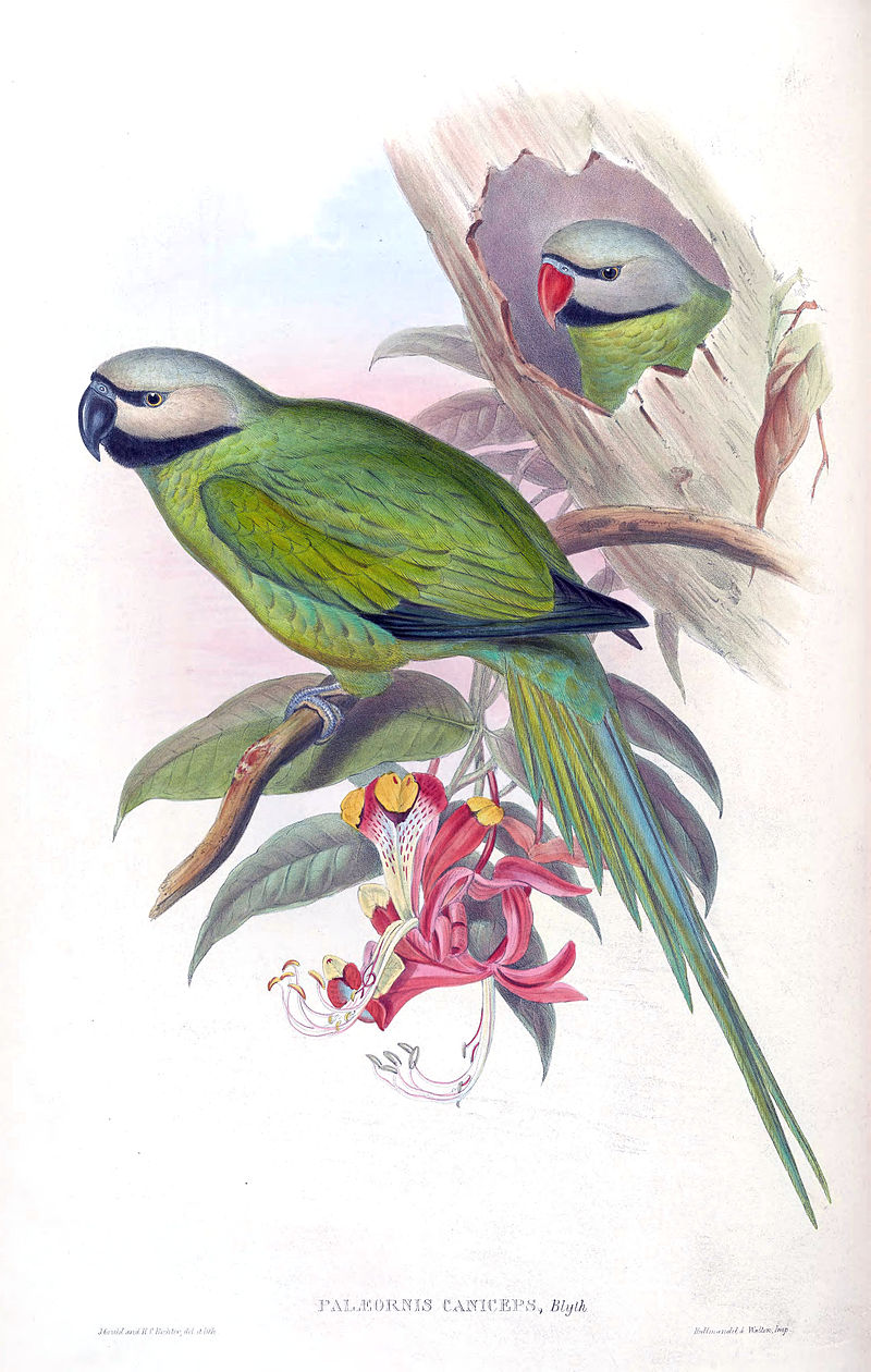 Nicobar Parakeet (Psittacula caniceps) photo