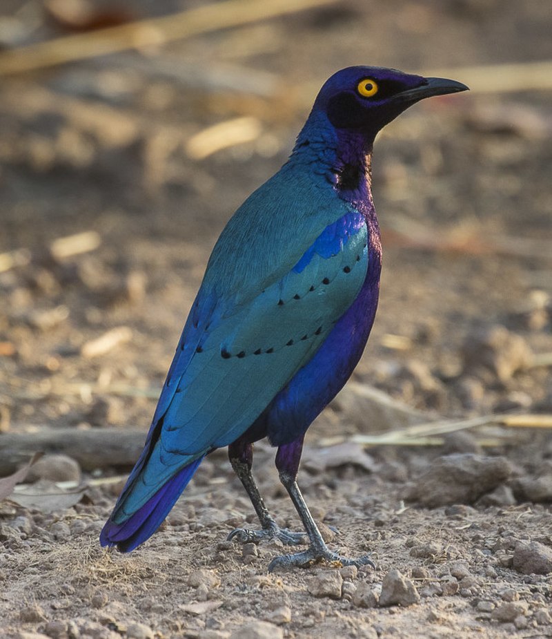 Purple Starling (Lamprotornis purpureus) photo