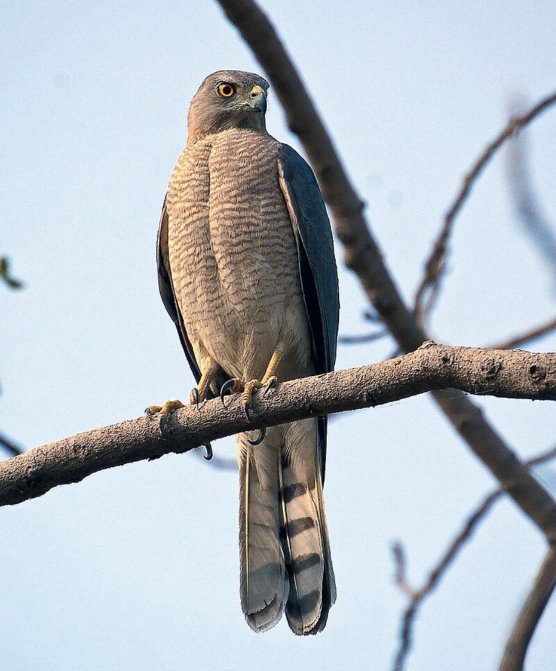 Shikra (Tachyspiza badia) photo