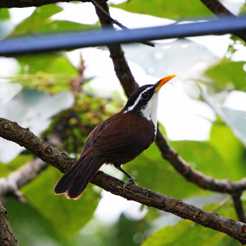 Sri Lanka Scimitar-Babbler (Pomatorhinus melanurus) photo