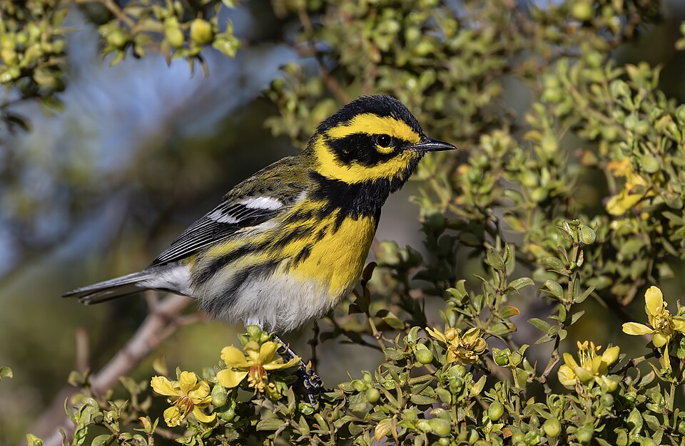 Townsend's Warbler (Setophaga townsendi)