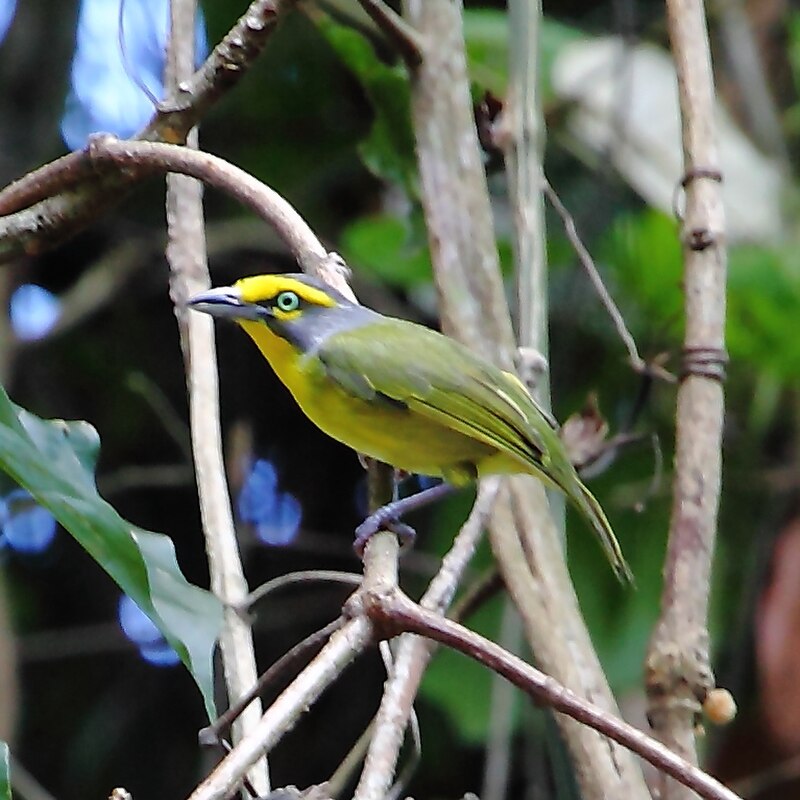 Slaty-capped Shrike-Vireo (Vireolanius leucotis) photo