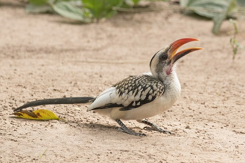 Western Red-billed Hornbill (Tockus kempi) photo