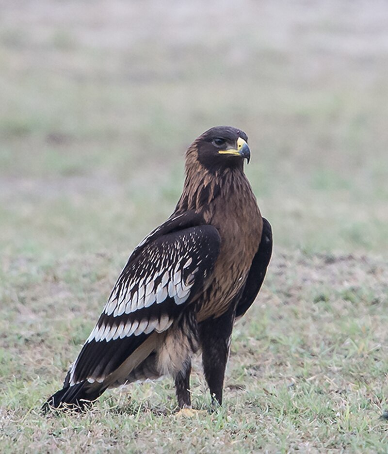Greater Spotted Eagle (Clanga clanga) photo