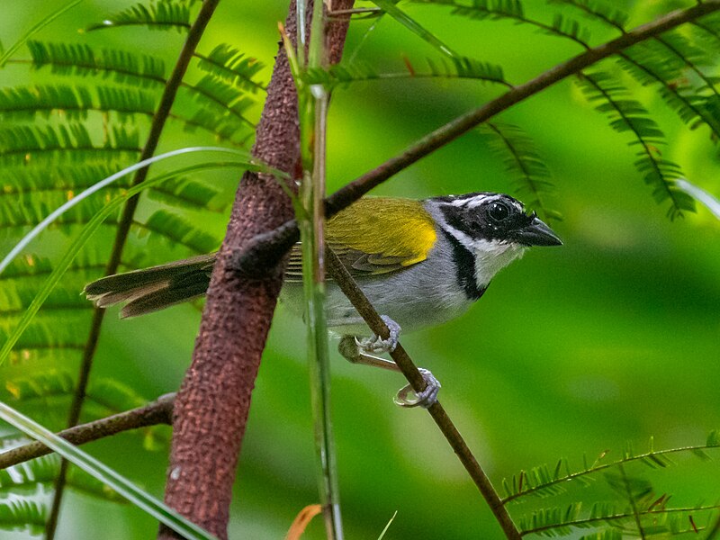 Pectoral Sparrow (Arremon taciturnus) photo