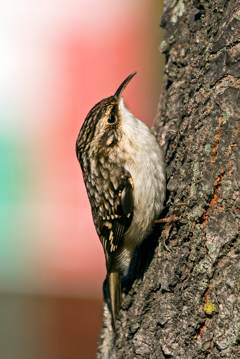 Brown Creeper (Certhia americana)