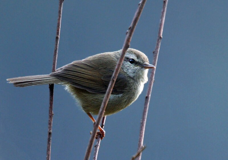 Brownish-flanked Bush Warbler (Horornis fortipes) photo