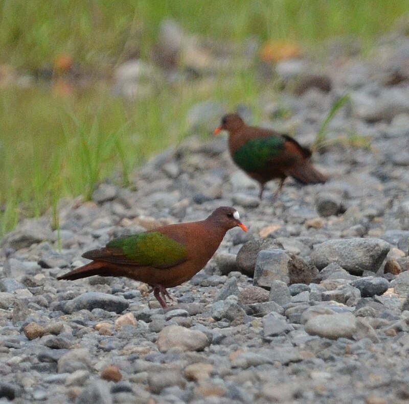 Stephan's Dove (Chalcophaps stephani) photo